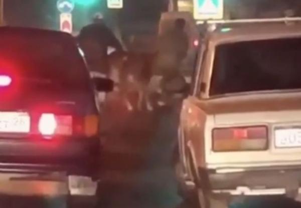 Крупный затор устроила убежавшая из фургона корова в Пятигорске: Видео